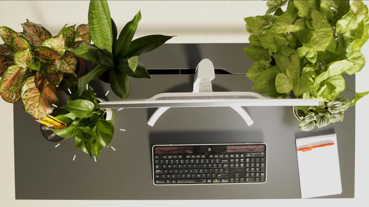 How to Boost Morale at the Office, With Plants