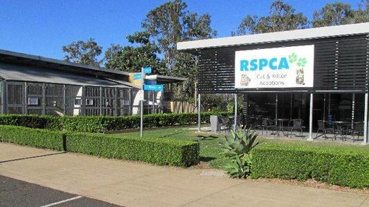 RSPCA Gympie had an influx of inquiries and virtual adoption screenings.