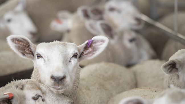 The best old lambs made $299 at Wagga Wagga this week. Picture: Zoe Phillips