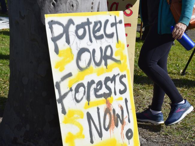 Anti-logging protesters rally outside the Forestry Corporation building in Coffs Harbour.