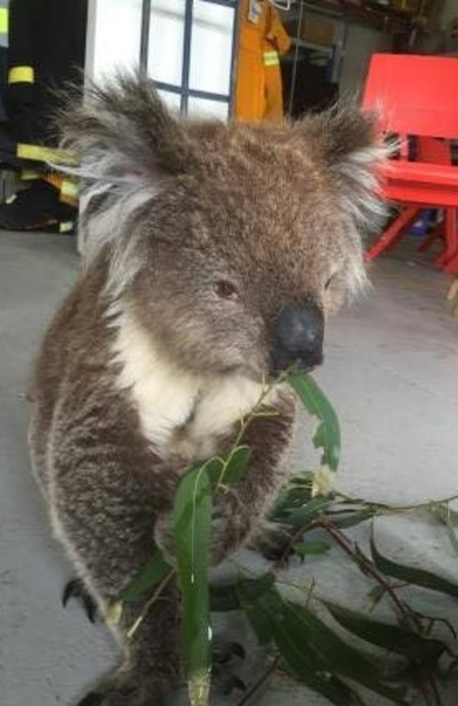 Constable K. Bear is doing very well, police say. (Photo: Victoria Police/Facebook)