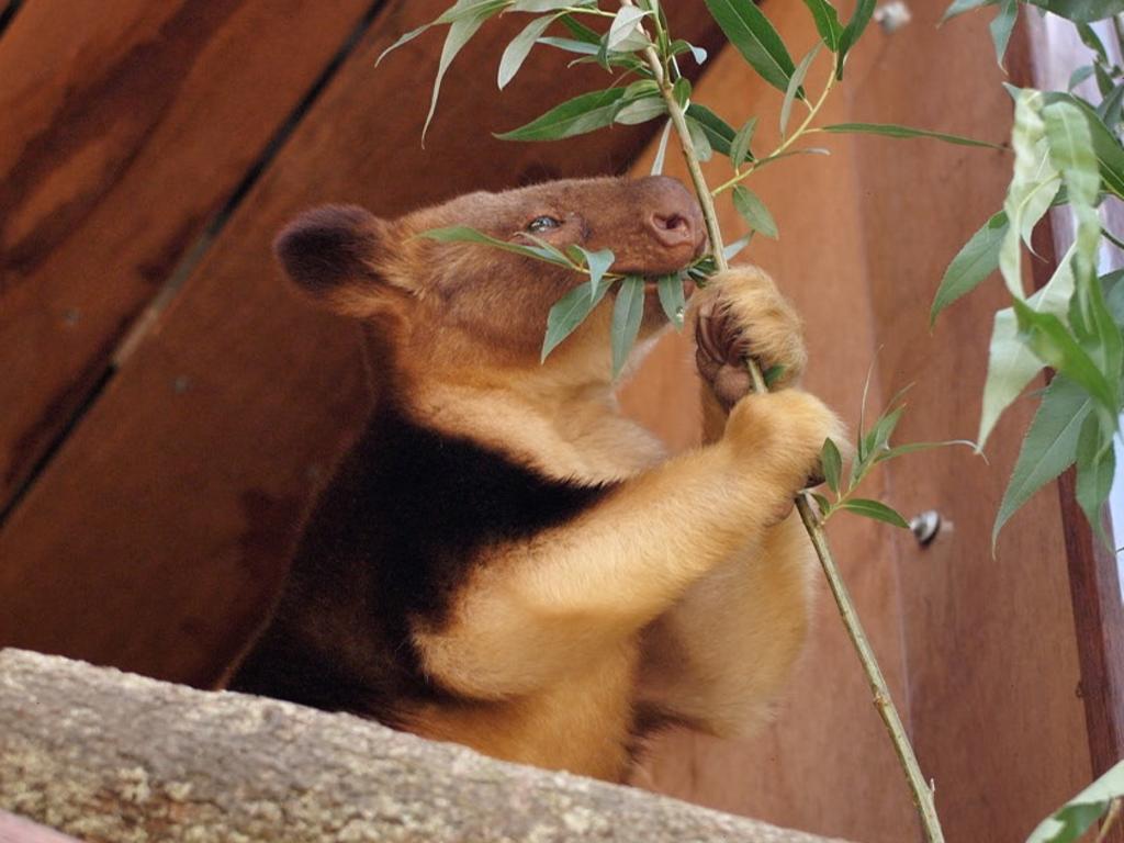 Sydney Zoo welcomes its first endangered Goodfellow’s tree kangaroo called Kofi. Picture: Supplied