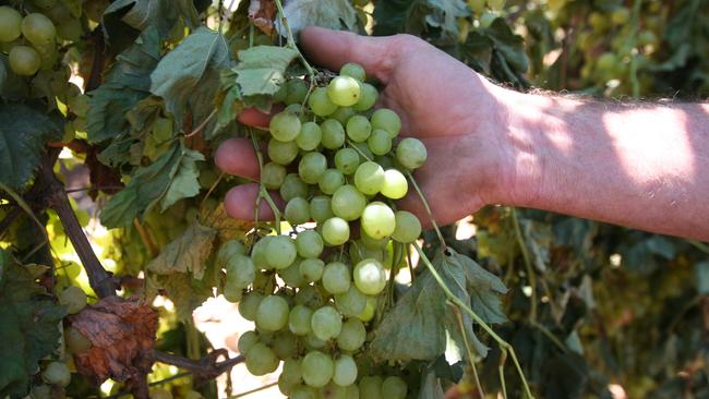 Dried fruit processors have thrown their support behind growers by compensating them for record water prices during the 2019-20 season.