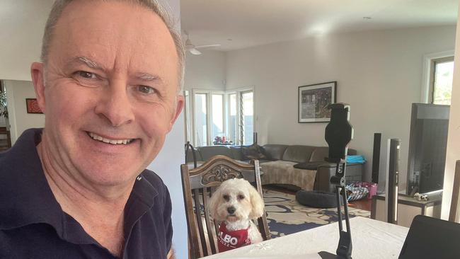 Opposition leader Anthony Albanese Working on my campaign launch speech with my iso companion, Toto.#isoday2. Picture facebook