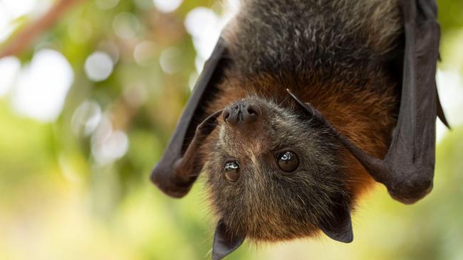 The motion is aimed at protecting flying foxes.