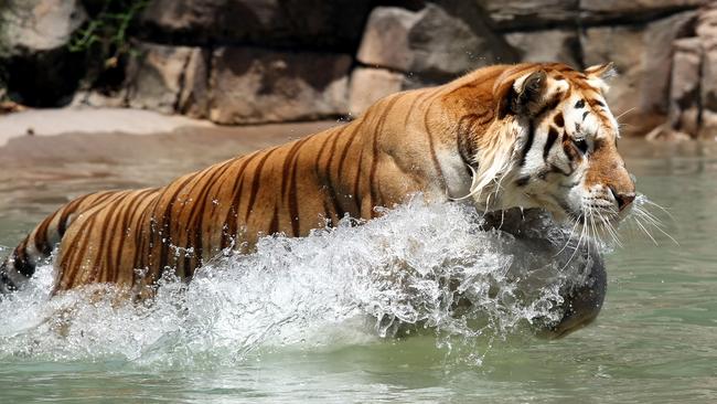 Sultan has a play in the water at Dreamworld.