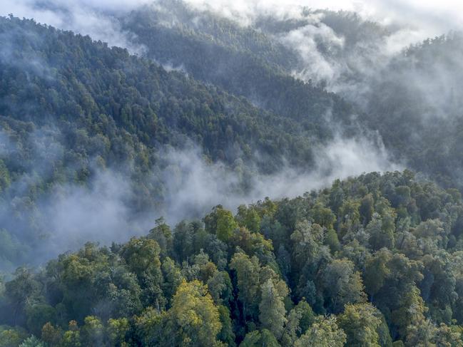 Huskisson River, Tasmanian forest that were protected under the 2012 forest peace deal and are now being proposed for return to the Aboriginal community in return for some areas being made available for logging. Photo: Rob Blake  / Supplied