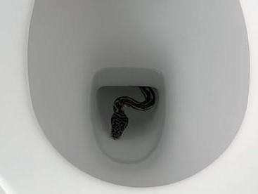 Snake Catchers from Queensland find a snake taking a break in a local resident's loo. Picture: Snake Catchers Brisbane & Gold Coast