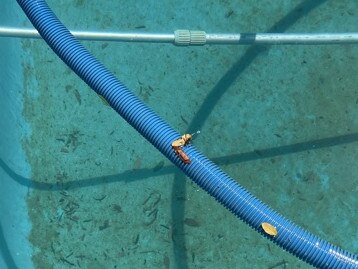 Wasps on a swimming pool. Picture: Supplied