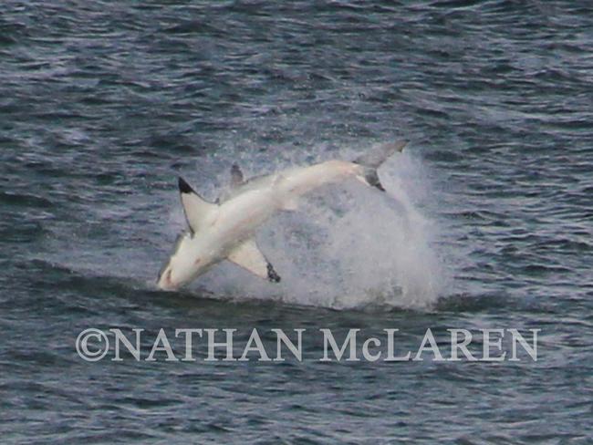 The shark leapt fully out of the water. Picture: Nathan McLaren