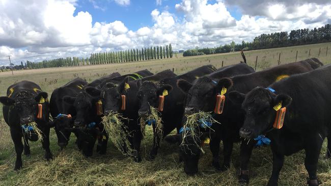 Cattle wear Agersens eShepherd collars that create virtual fences.