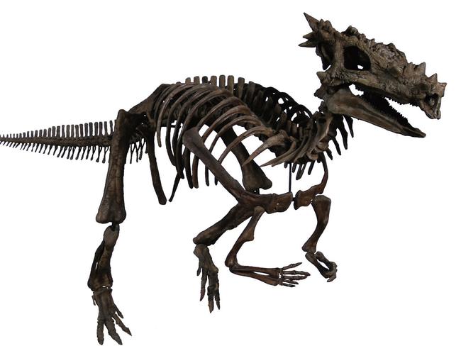 Dracorex Hogwartsia. Picture credit: Trustees of the Natural History Museum, London