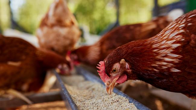 Australia is the last continent to remain free of the H5 High Pathogenicity Avian Influenza strain. It has caused significant deaths of poultry, wild birds, and mammals overseas.