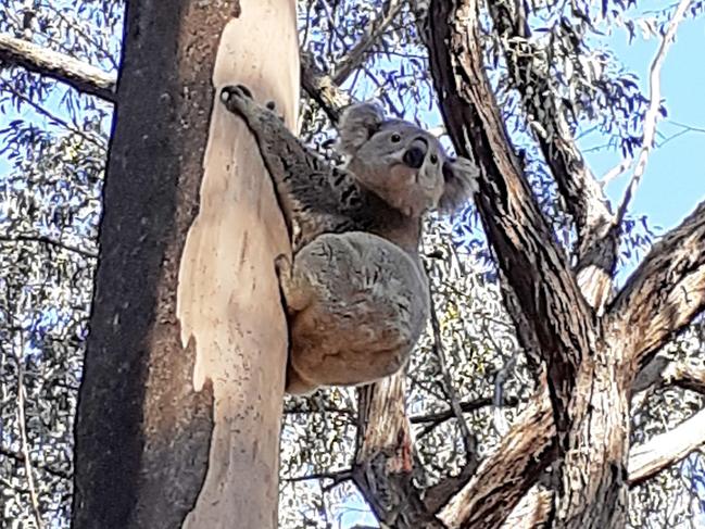 Photo taken by Yarramalong resident Mark Davis in October 2019.