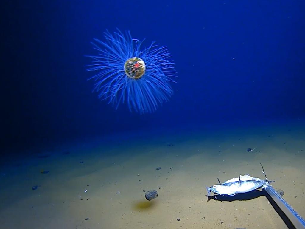 The team are scouring the largely unexplored deepest points off Australia’s coast. Image: Minderoo-UWA Deep-Sea Research Centre