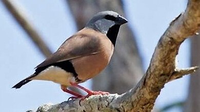 The Black Throated Finch is a serial offender when it comes to holding up major development projects.