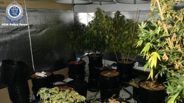 In addition to the plants, police found an elaborate set-up for lighting, watering and ventilation. Picture: NSW Police.