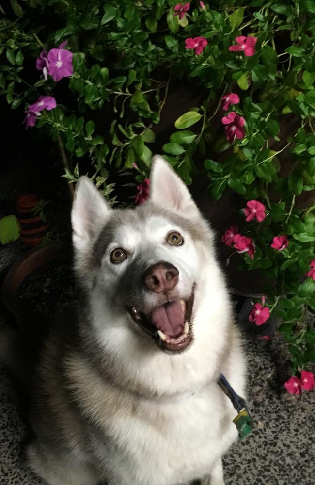 Oscar the Husky won the 2019 cutest dog competition. Picture: Dianne Yali