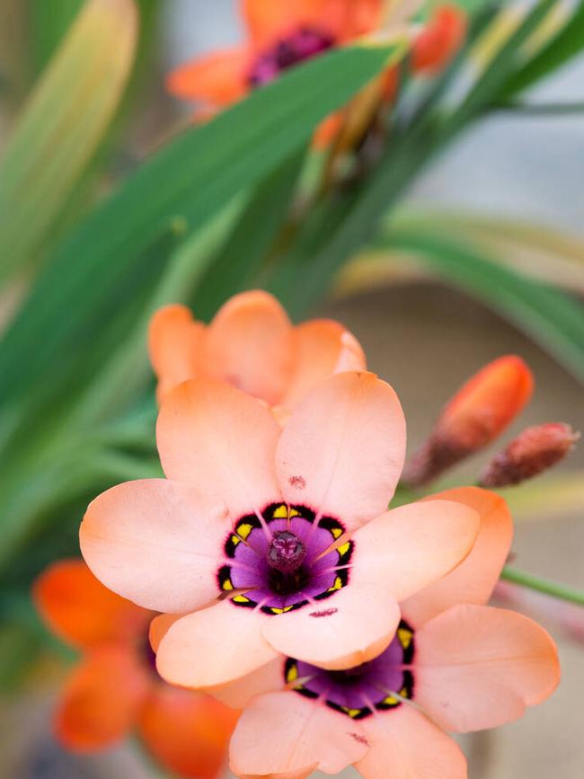 Sparaxis elegans