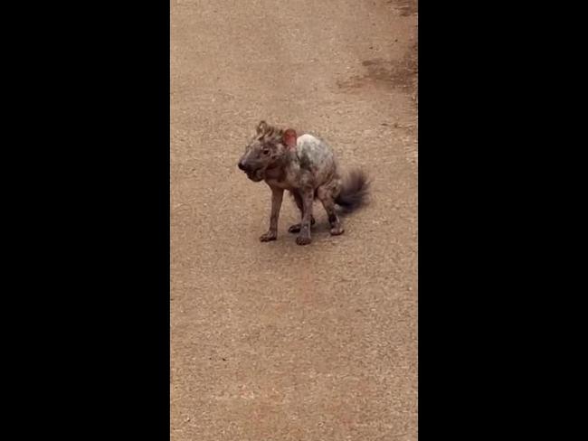 Shocking footage of a severely emaciated Tassie devil