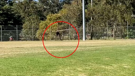 The deer crashed into a fence at Warriors training.