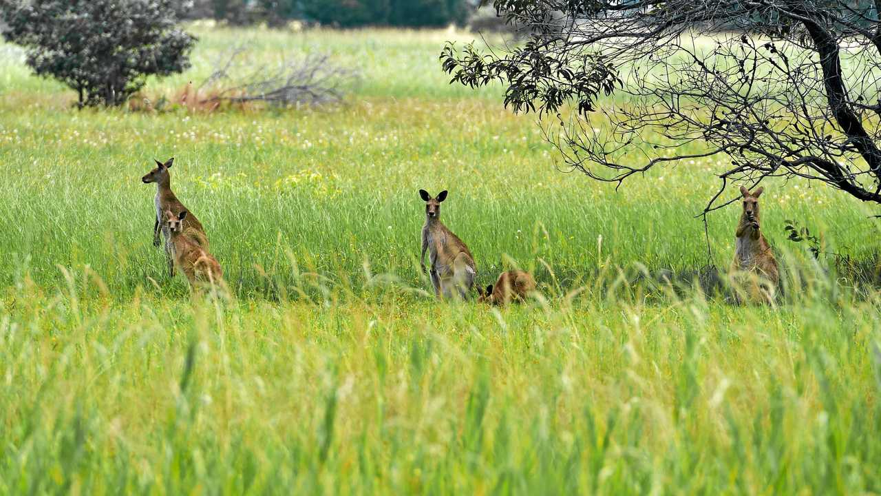 ROOS: A mob of kangaroos at Twin Waters, an area with a higher rainfall and usually more grass than the Greymare area. Picture: Warren Lynam