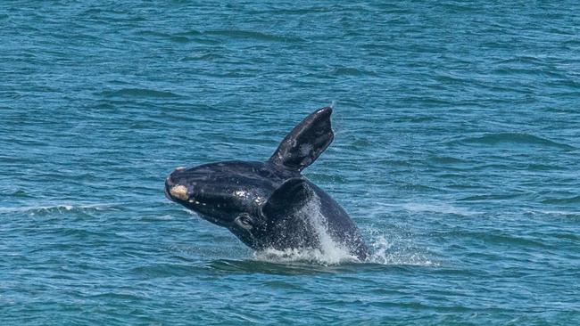 A Southern right whale calf captured at Logans Beach in 2021 by photographer Rodney Harris.