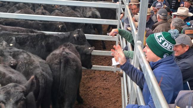 Campbell Ross (green beanie) purchased more than half the yarding. Picture: Jenny Kelly