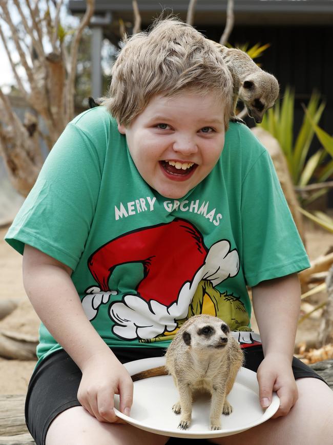 9-year-old Ethan Munro’s up-close and personal meerkat encounter at the Sydney Zoo in Bungarribee. Picture: Jonathan Ng