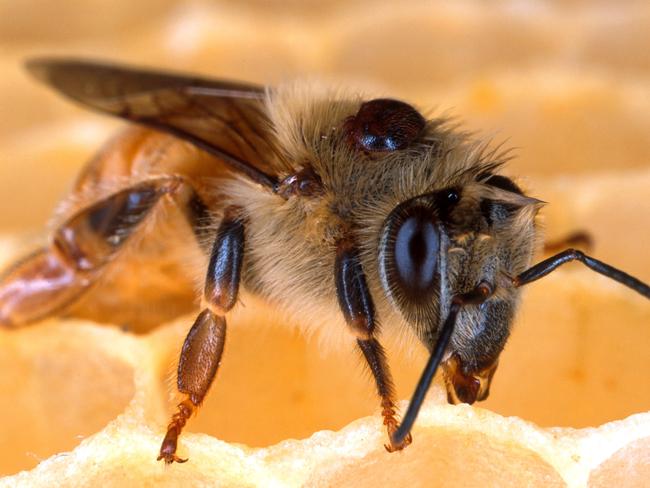 A deadly varroa mite on the back of a honey bee. Honeybee.