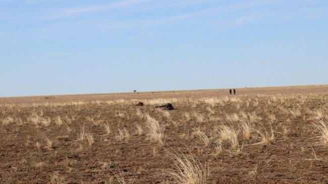 Detectives comb the large-scale property 60km north of Longreach. Picture: Queensland Police