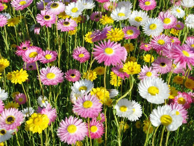 EMBARGO FOR TWAM 24 JULY 2021 Australian native Paper-Daisy flowers in yellow, pink and white iStock