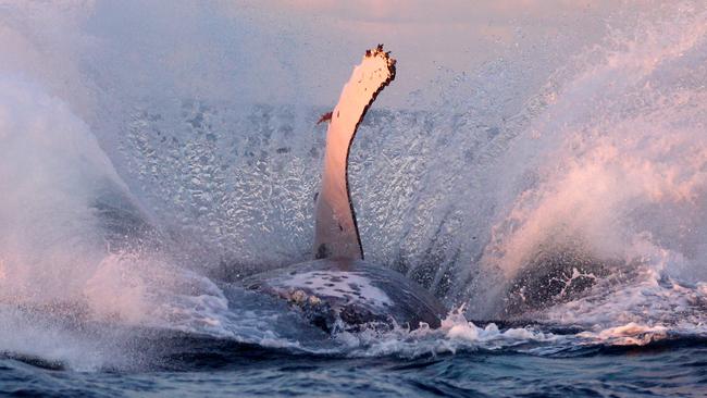 Whales play off Coolangatta. Photo by Richard Gosling