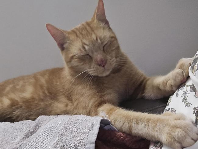 Beaconsfield resident Nikki Robertson is reunited with her furbaby Ren after he went missing for 11 months. Pictures: Supplied by Nikki Robertson