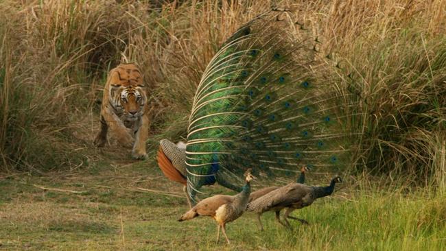 A tiger nicknamed Raj Bhera bursts out of the long grass where she ambushed a male peacock in full courtship display during the filming of <i>Dynasties</i>. 