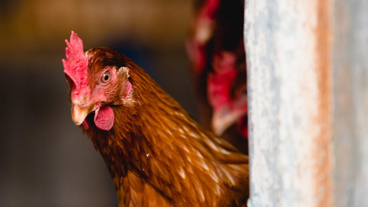 Chief vet Graeme Cooke considering locking down all Victorian poultry ...