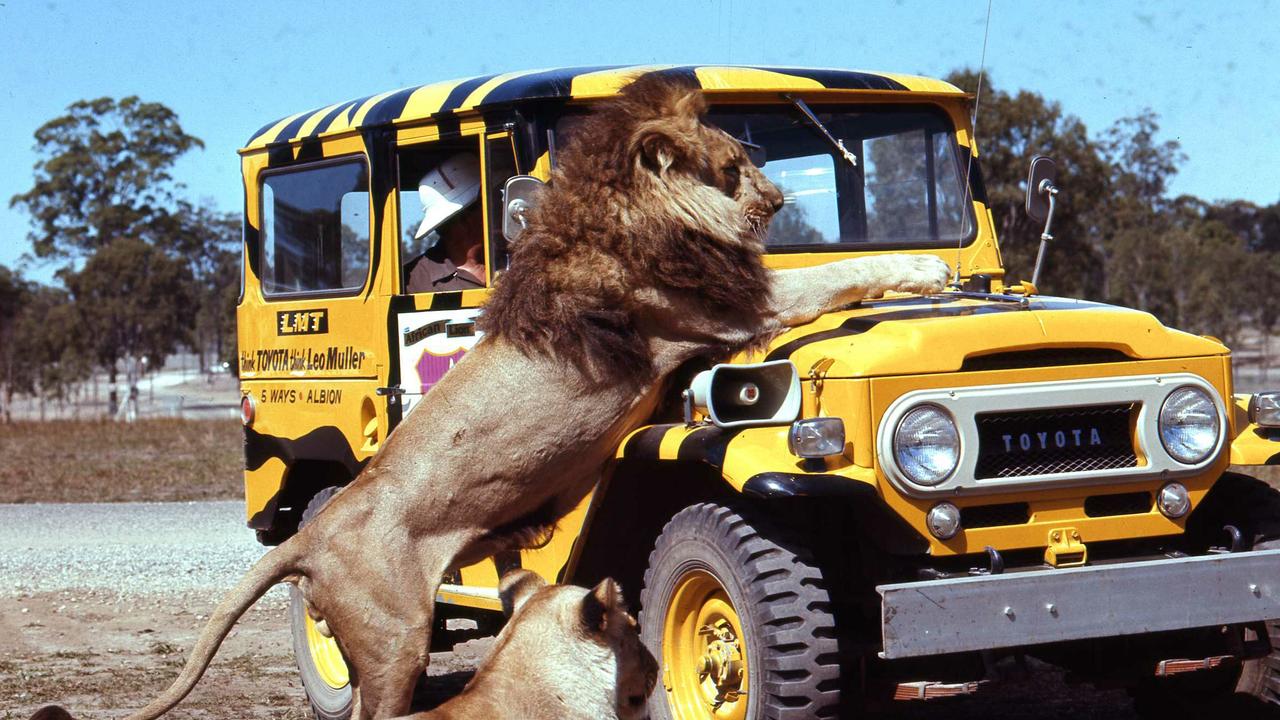 One of the park's rangers has to deal with a playful lion on top of the vehicle at Bullen’s Yatala Lion Park, circa 1970. Picture: Len Drummond