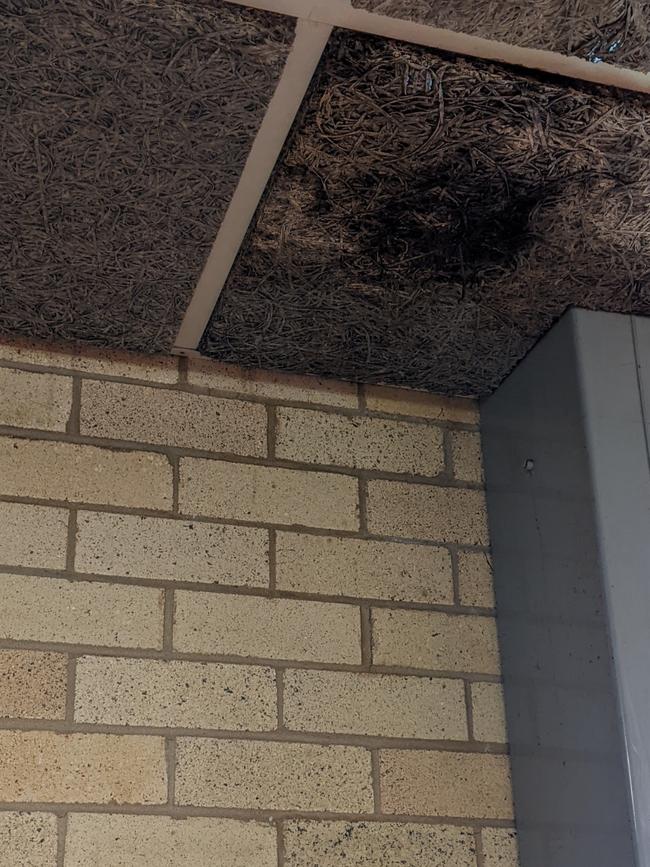 What appears to be mould on a ceiling. Picture: Supplied