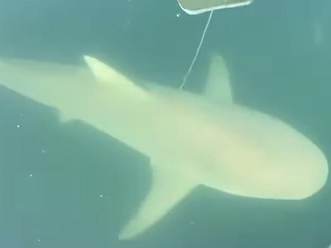 ‘As climate change comes it’ll be warmer for longer, so it’s likely we’ll see more bull sharks in Sydney Harbour and in and around Sydney estuaries.’ Picture: Mosman Collective