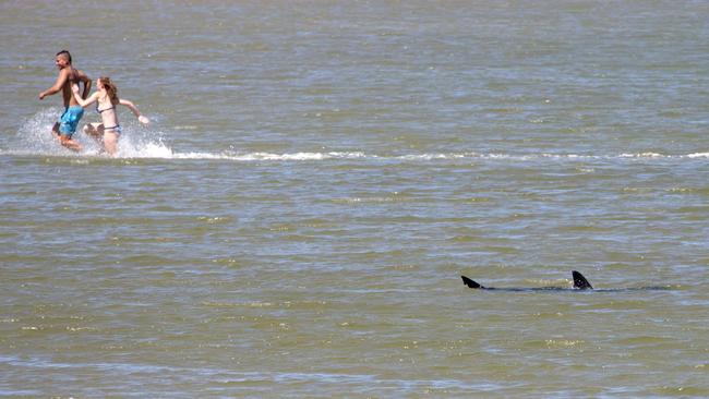 An unidentified couple race to leave the water at Botany Bay after a shark was discovered trailing dogs and bathers. Picture: Lance Broad