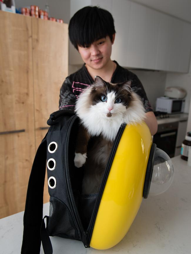 Owner Qi Zhang makes sure Cream is snug inside the pack. Picture: Craig Borrow