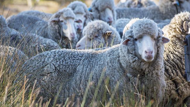 NEWS: Shearing at GlenhopeGeneric Shearing. Woolshed. Shearing shed. Shep. Shearing. Wool.Pictured: Generic farm. Sheep. Shearing. Wool. PICTURE: ZOE PHILLIPS