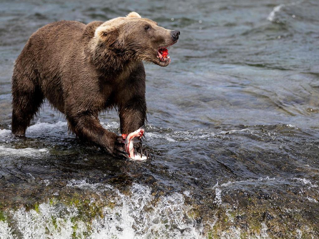 The annual Fat Bear Week contest asks the public to vote after comparing before-and-after pictures of brown bears as they stuff themselves full of salmon in preparation for the lean winter months. Picture: John Moore/Getty Images North America/AFP