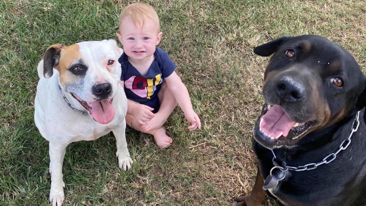 RATSAK ATTACK: A Darling Downs family have been left fearful for their child’s life after discovering rat poison inside their Yarraman backyard. Mandee Hopkins was forced to call the vet after discovering her dog Pixel (right) had ingested several pellets of Ratsak on Monday afternoon. Her 10-month old son Declan had been playing in the yard only minutes earlier. Picture: Contributed