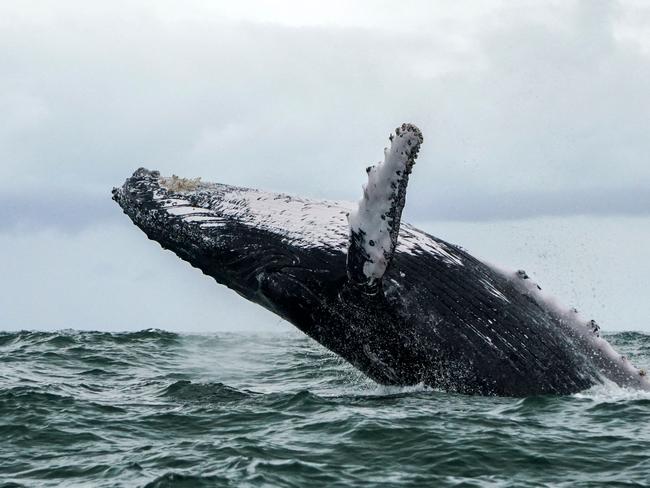 (FILES) In this file photo taken on August 12, 2018 a Humpback whale jumps in the surface of the Pacific Ocean at the Uramba Bahia Malaga National Natural Park in Colombia. - It sounds like a real-life take on "Pinocchio" -- a US lobster fisherman says he was scooped into the mouth of a humpback whale on June 11, 2021 and yet lived to tell the story. (Photo by Miguel MEDINA / AFP)