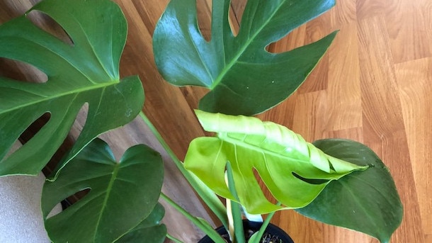 The Monstera with a new leaf. Picture: Amanda Robbemond