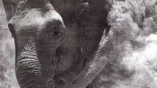 At Monarto, during the Adelaide summer, Samorn took to protecting her skin from the harsh sun and insects by engaging in dust baths. This photo was taken in 1994, the year the elephant died. Photo: The Advertiser