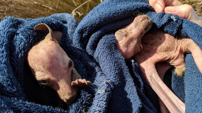 The tiny joeys when they were rescued. Picture: Wildlife Rescuers