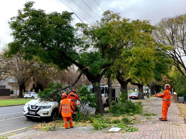 A tree brought down by high winds on Osmond Tce, in Adelaide's east. Picture: Celeste Villani