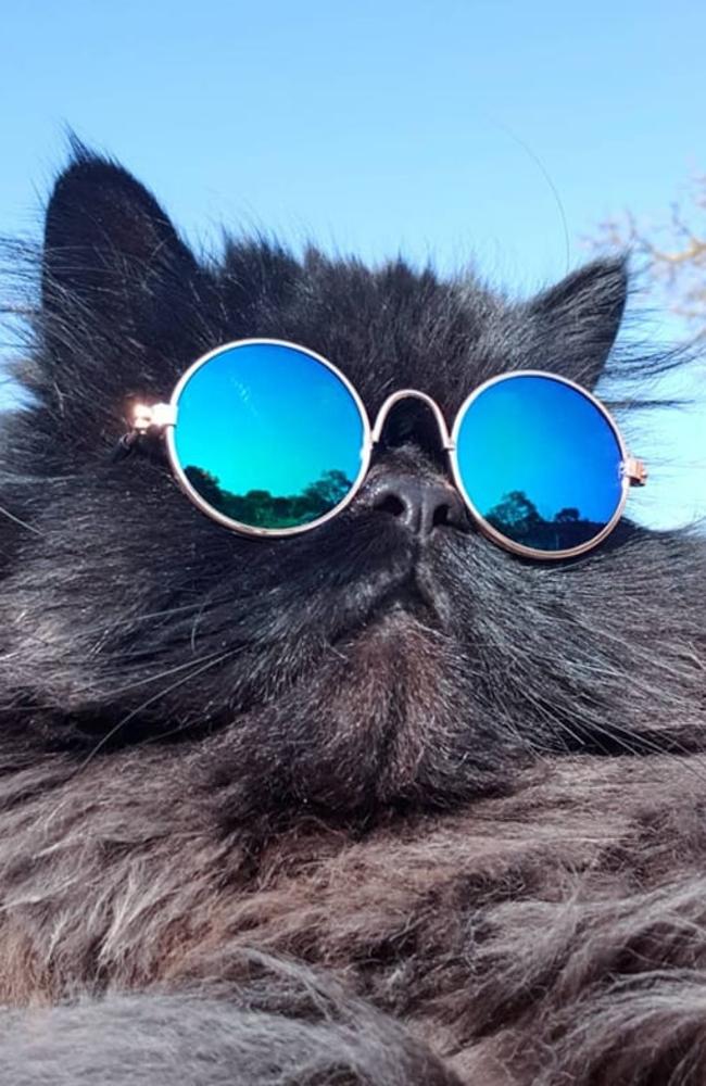 Mr Hendrix Pickles. Picture: Airlie Penfold Luhtasaari. Coolest Cat photo competition. Quest Community News and Courier Mail SEA